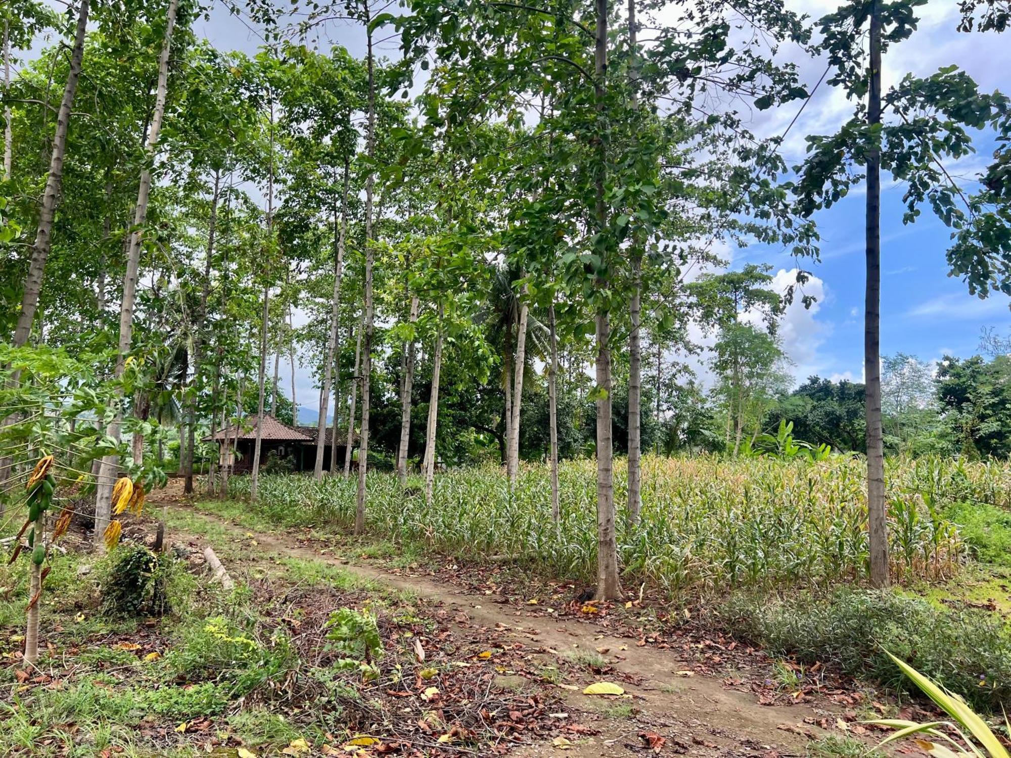 Pohon Purba Resort & Restaurant Labuhan Pandan المظهر الخارجي الصورة